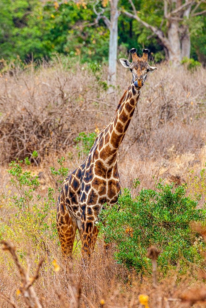 A Maasai giraffe looks on as a safari drives by art print by Larry Richardson for $57.95 CAD